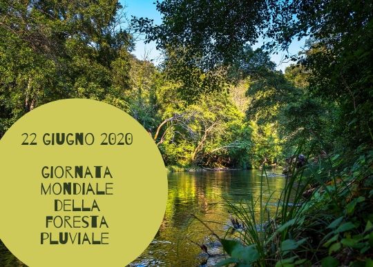 giornata mondiale foresta pluviale.jpg